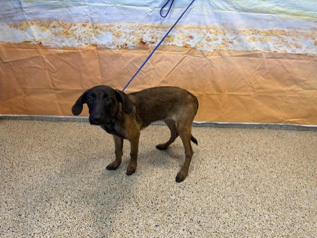Ashlyn - German Shepherd Dog