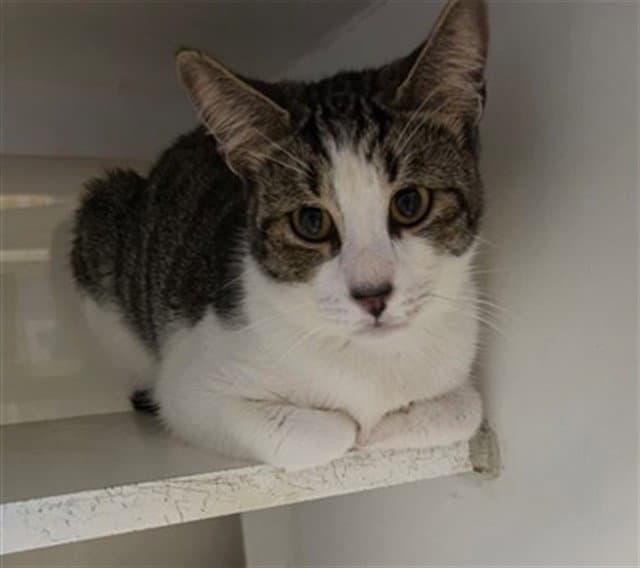 Rigby - Domestic Short Hair