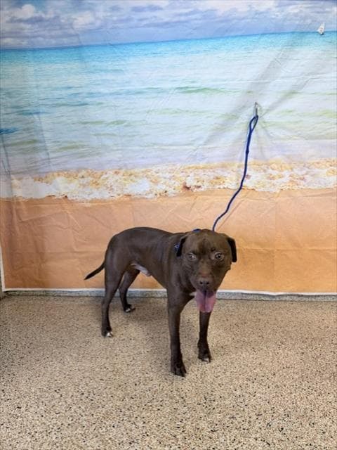 Buddy - American Pit Bull Terrier