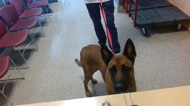 Jenny - Belgian Shepherd Malinois