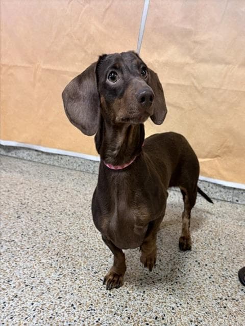 Bella - Dachshund