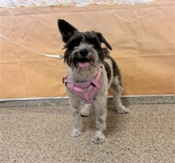 Violer - Schnauzer