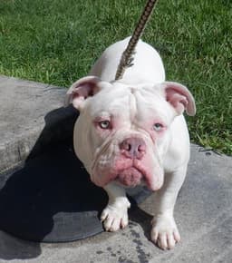 Gordo image 1