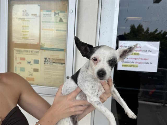 Sunflower - Parson Russell Terrier