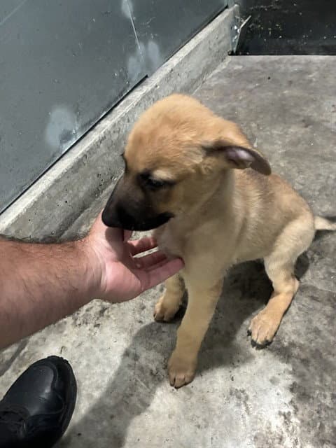 Billy - Belgian Shepherd Malinois