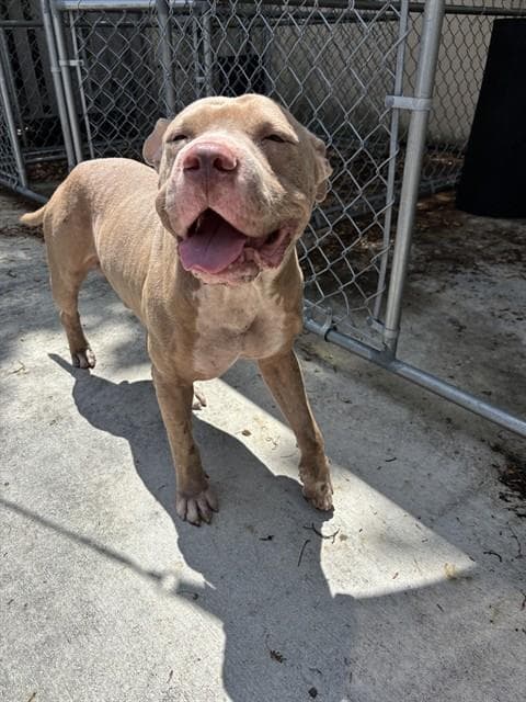 Buggy - American Bulldog