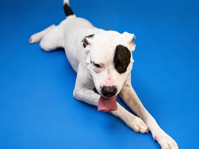 Max - American Bulldog
