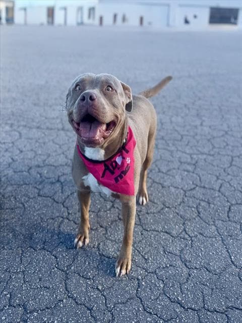 Mable - American Bulldog