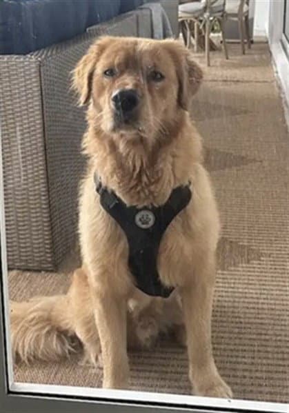 Benji - Golden Retriever