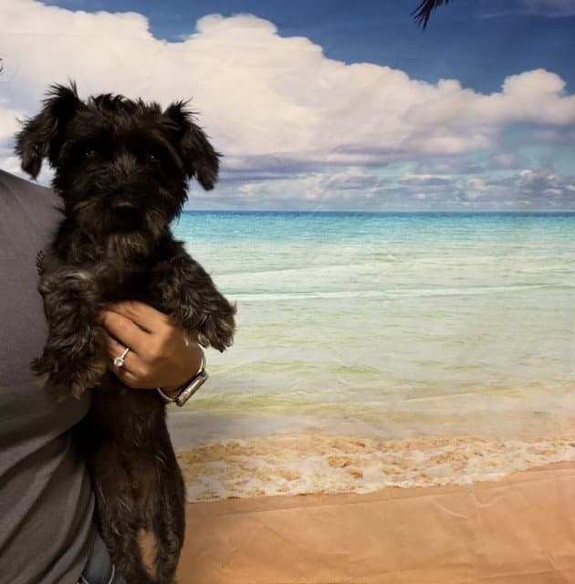 Hope - Miniature Schnauzer