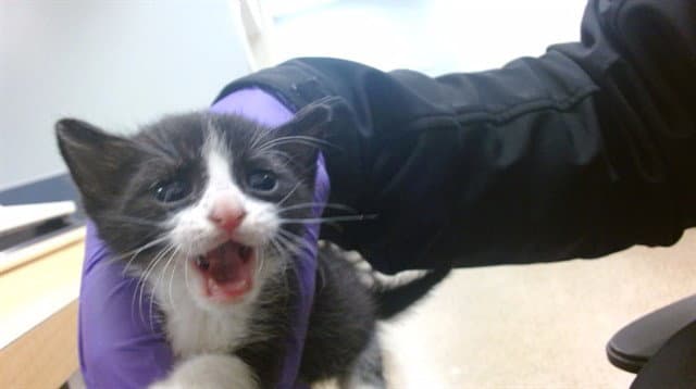 Lotus - Domestic Short Hair