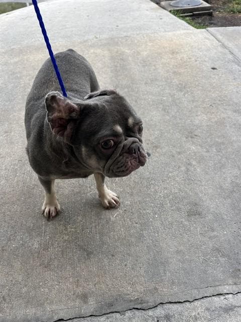 Shore - French Bulldog