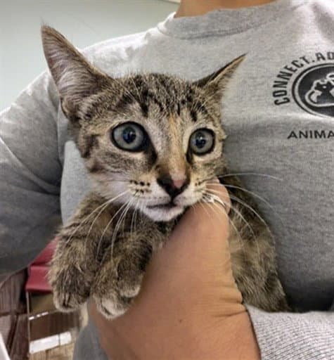 Dally - Domestic Short Hair