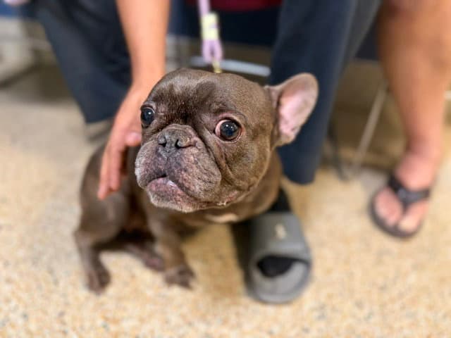 Luna - French Bulldog