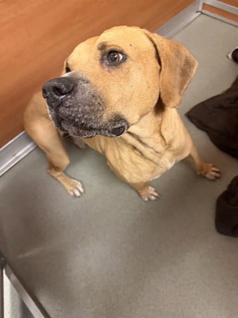 Bolly - American Bulldog