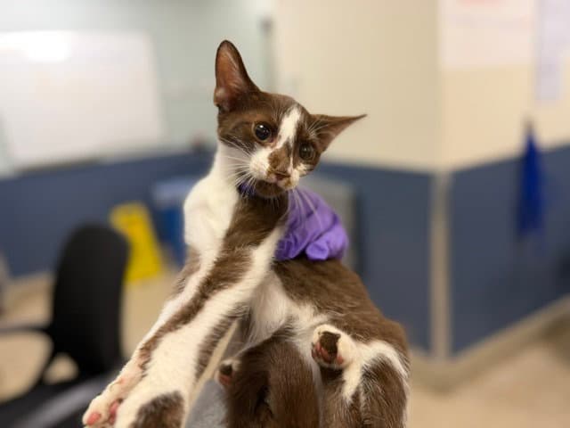 Jack Jack - Domestic Short Hair
