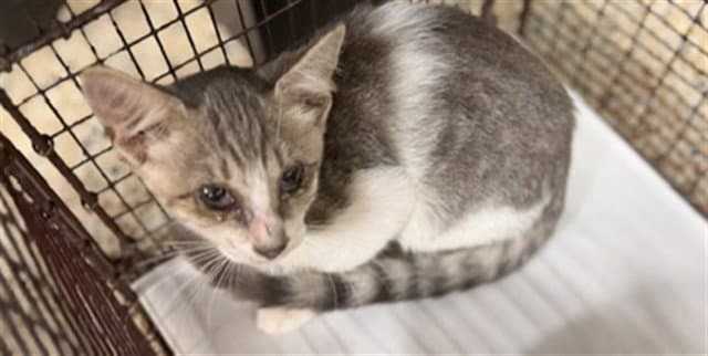 Mack - Domestic Short Hair