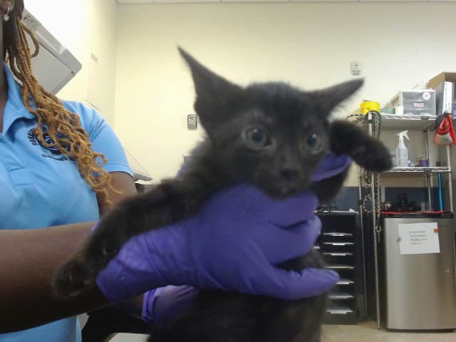 Mango - Domestic Short Hair