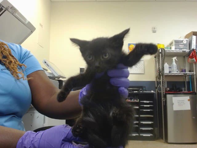 Honey - Domestic Short Hair