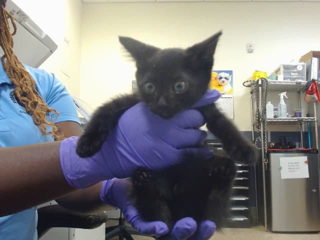Cherry - Domestic Short Hair