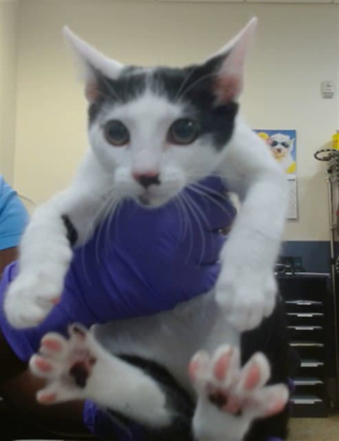 Peach - Domestic Short Hair