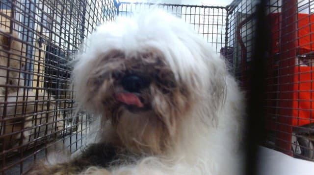 Georgia - Shih Tzu