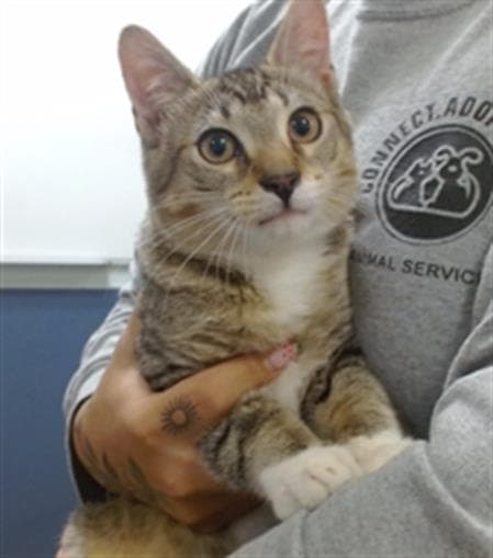 Tweety - Domestic Short Hair