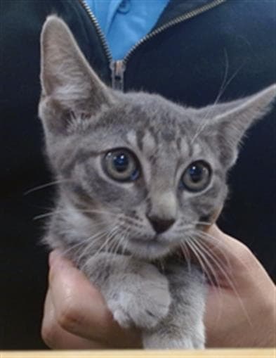 James - Domestic Short Hair