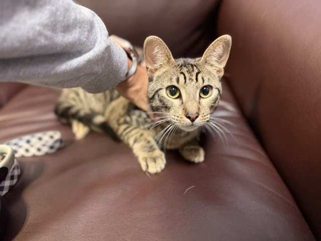 Tobis - Domestic Short Hair