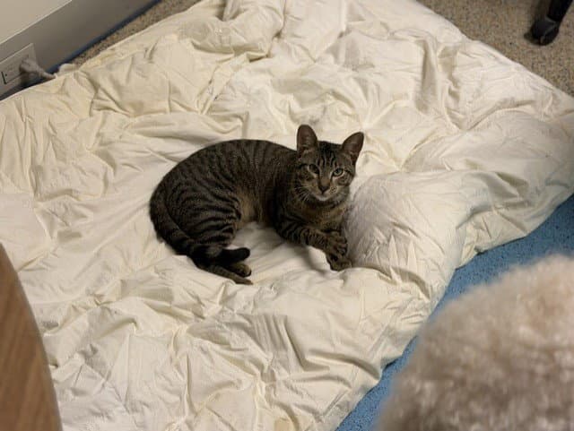 Tobis - Domestic Short Hair