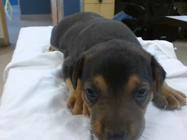 Rainbow - Rottweiler
