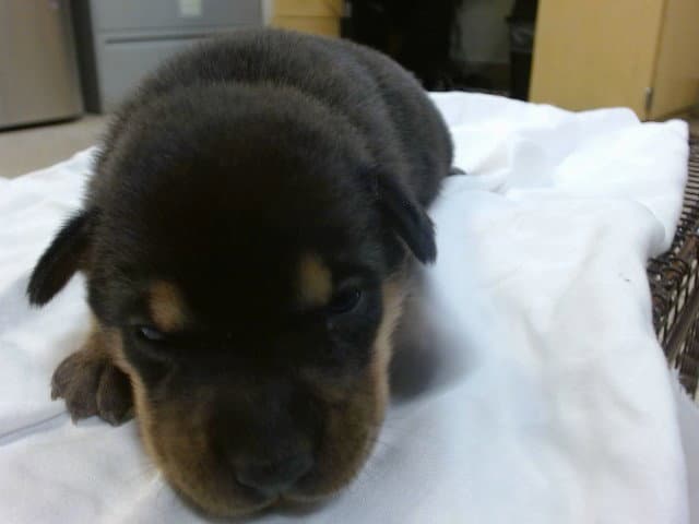 Kelpie - Rottweiler