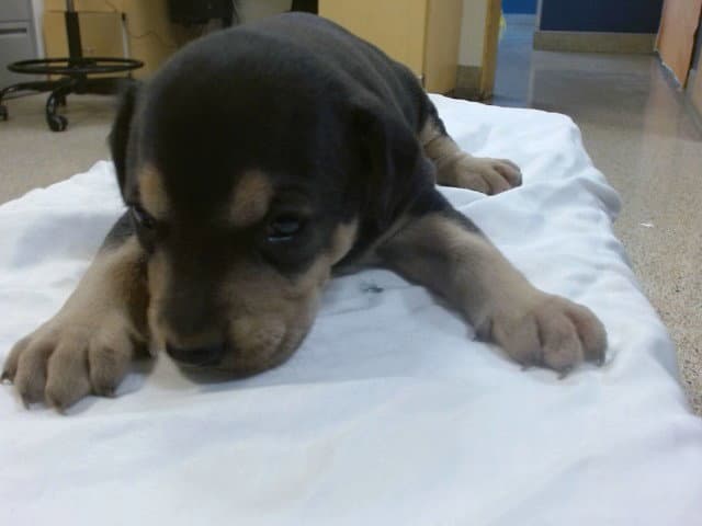 Kingsley - Rottweiler