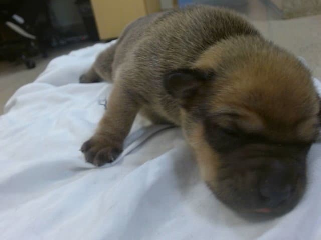 Salazar - Rottweiler