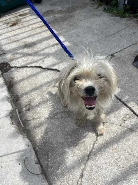 Sally - Maltese
