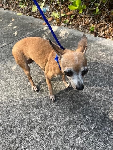 Bambi - Chihuahua