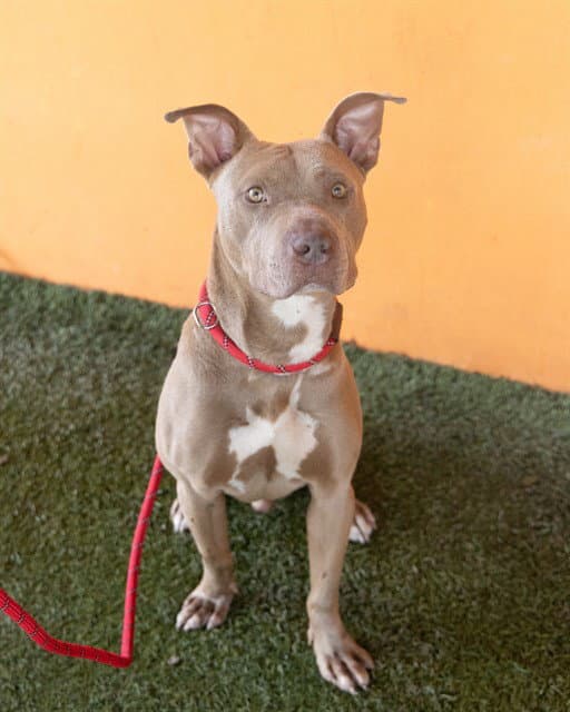 Zion - American Staffordshire Terrier