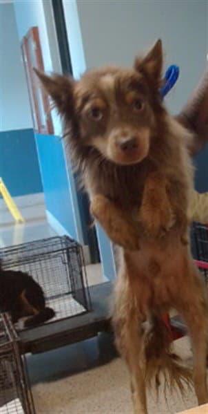 Pj - Pomeranian