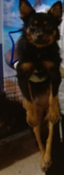 Fatboy - Pomeranian