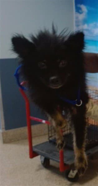 Makila - Pomeranian