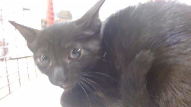 Chanel - Domestic Short Hair