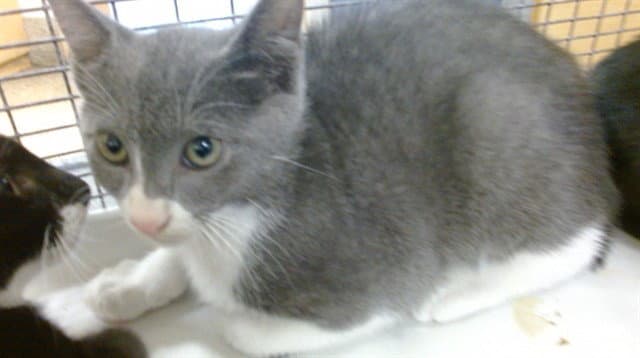 Don - Domestic Short Hair