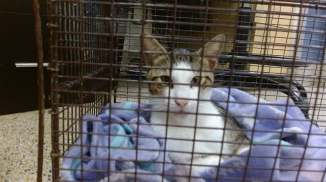 Unknown - Domestic Short Hair