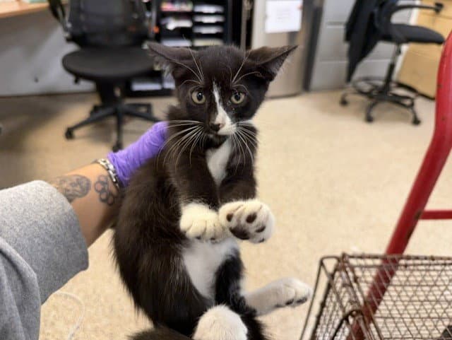 Auxana - Domestic Short Hair