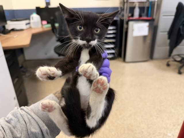 Zoodles - Domestic Short Hair