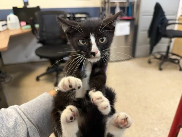 Snuggles - Domestic Short Hair