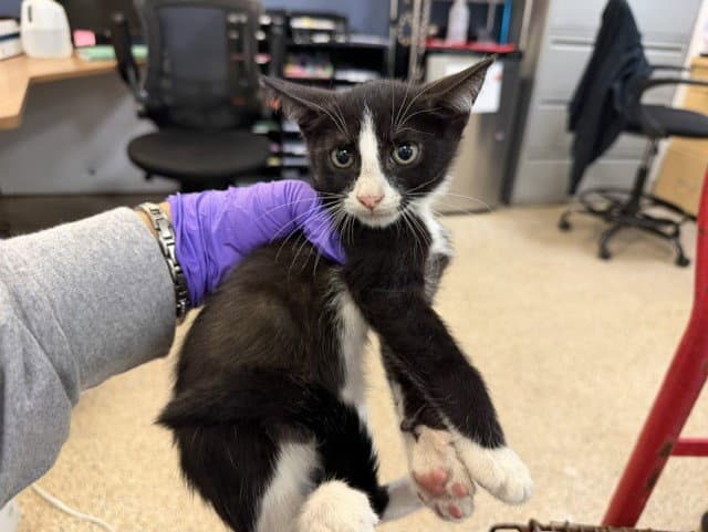 Fluffer - Domestic Short Hair