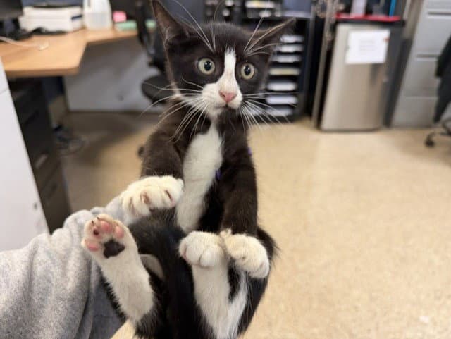 Bebe - Domestic Short Hair