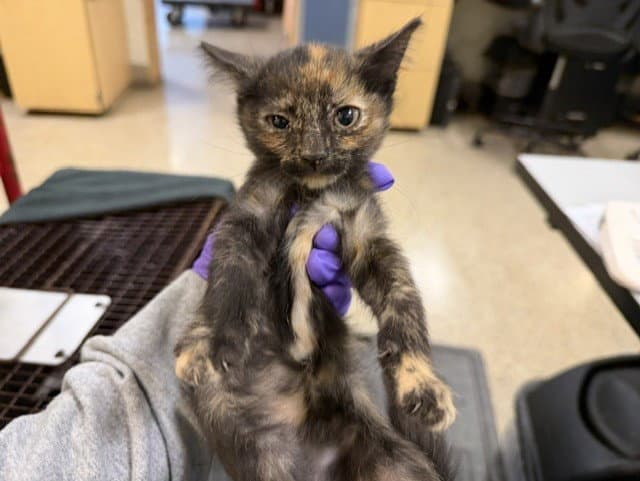 Ziggy - Domestic Short Hair