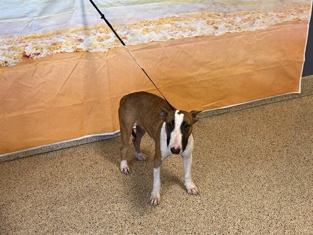 Pinky - Bull Terrier